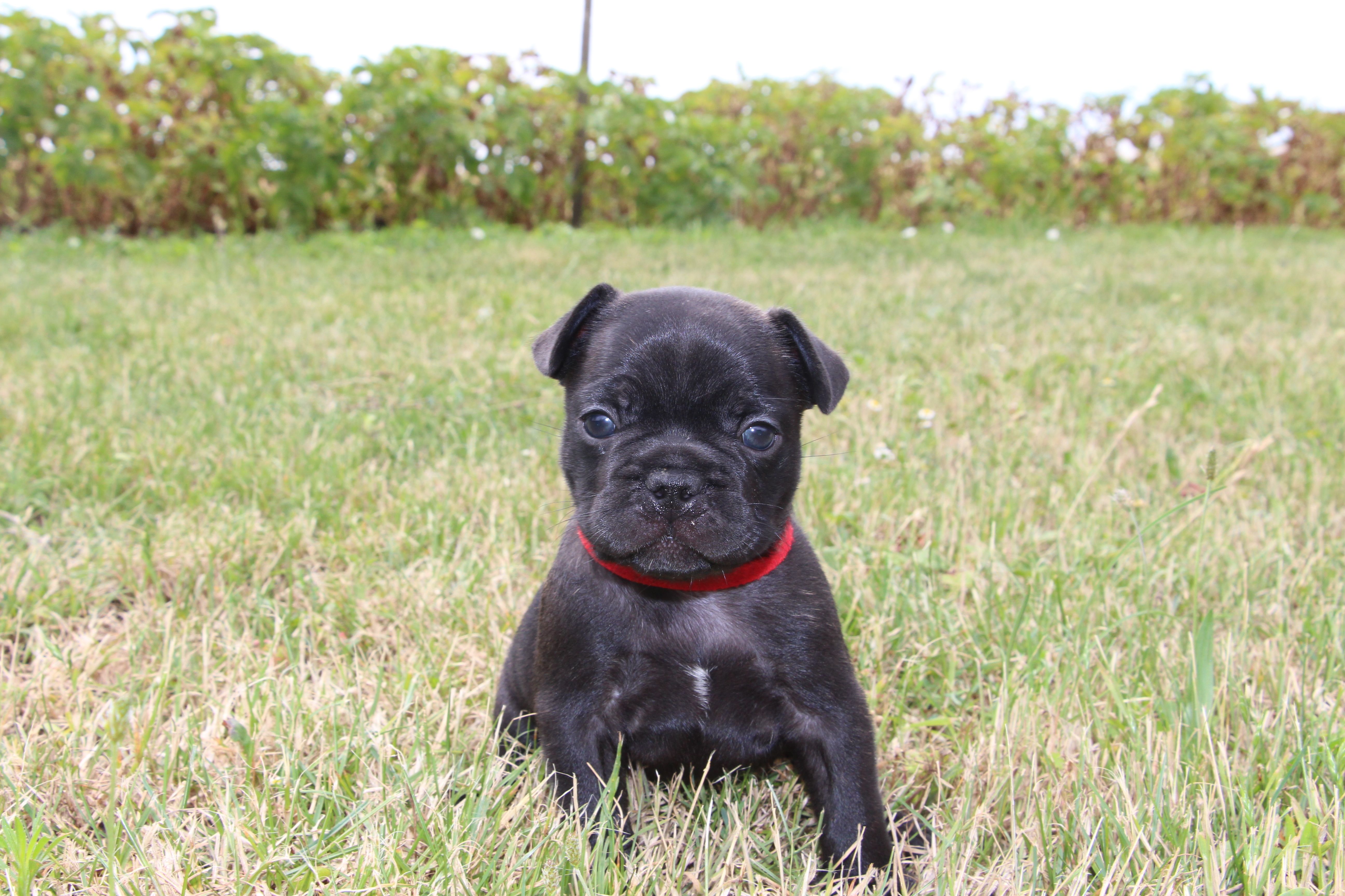 <svg class='red'></svg> <b>Mini Minnie</b> <svg class='red'></svg>